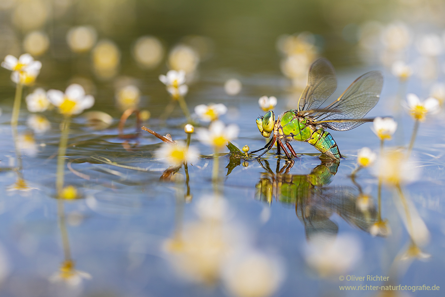 Große Koenigslibelle - Anax imperator Libellen Sachsen Odonata Großlibellen Edellibellen, Weibchen, Eiablage, Maennchen, Edellibellen