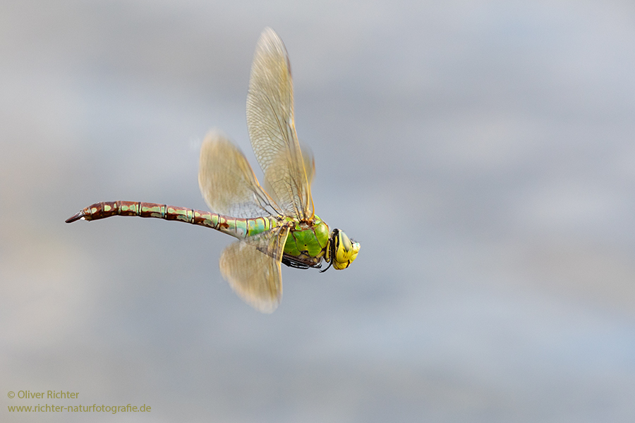 Große Koenigslibelle - Anax imperator Libellen Sachsen Odonata Großlibellen Edellibellen, Weibchen, Eiablage, Maennchen, Edellibellen