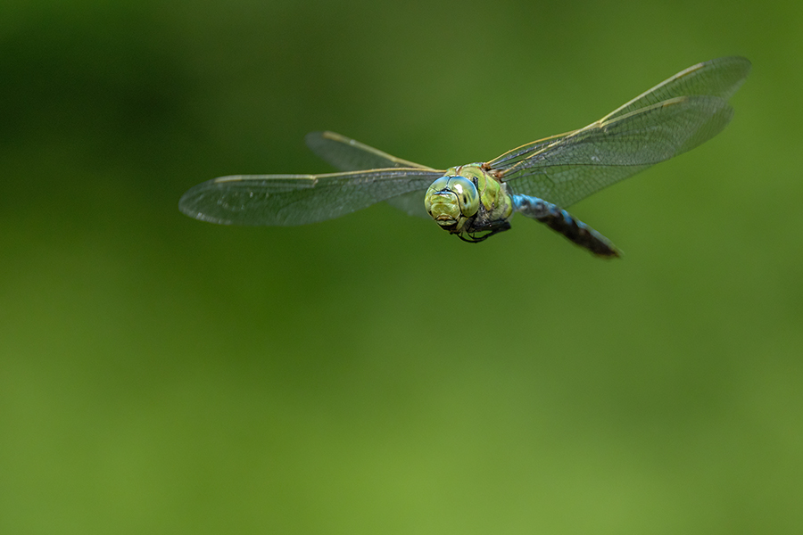 Große Koenigslibelle - Anax imperator Libellen Sachsen Odonata Großlibellen Edellibellen, Weibchen, Eiablage, Maennchen, Edellibellen	