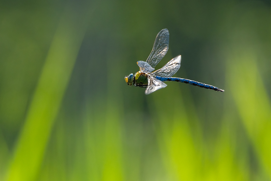 Große Koenigslibelle - Anax imperator Libellen Sachsen Odonata Großlibellen Edellibellen, Weibchen, Eiablage, Maennchen, Edellibellen	