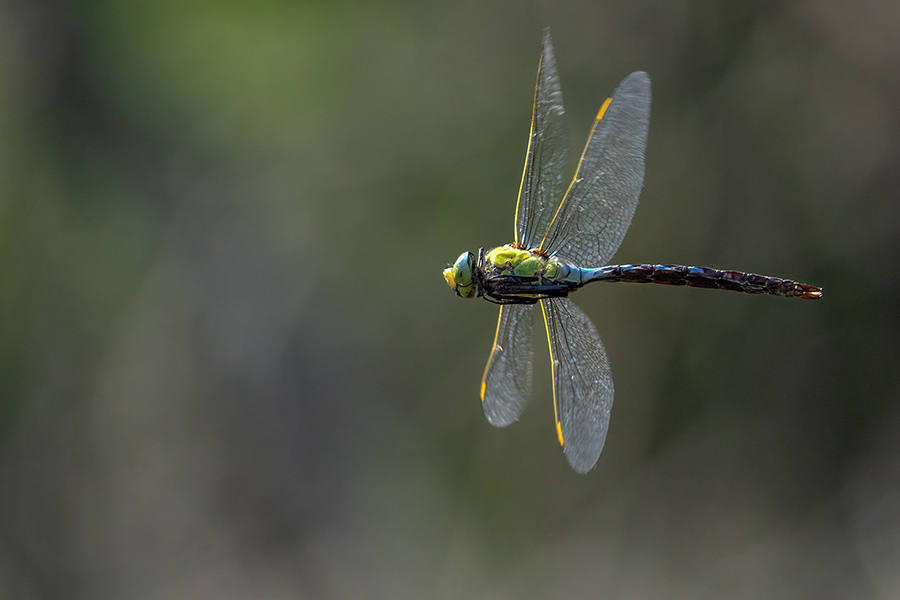 Große Koenigslibelle - Anax imperator Libellen Sachsen Odonata Großlibellen Edellibellen, Weibchen, Eiablage, Maennchen, Edellibellen	