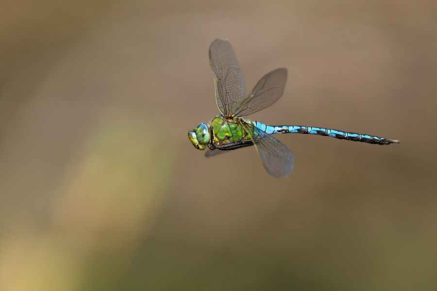 Große Koenigslibelle - Anax imperator Libellen Sachsen Odonata Großlibellen Edellibellen, Weibchen, Eiablage, Maennchen, Edellibellen	