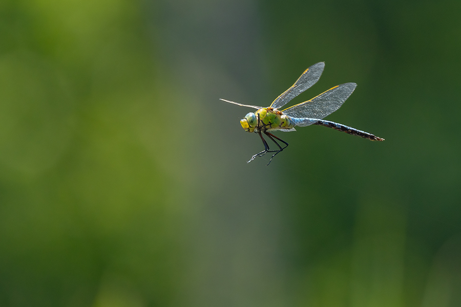 Große Koenigslibelle - Anax imperator Libellen Sachsen Odonata Großlibellen Edellibellen, Weibchen, Eiablage, Maennchen, Edellibellen	