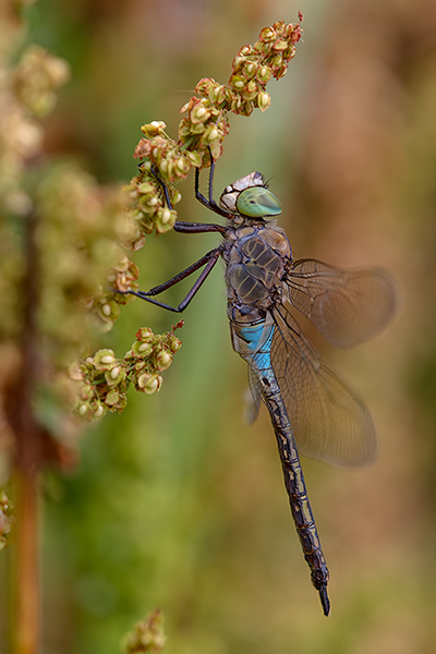 Kleine Koenigslibelle, Anax parthenope - Muldental, Sachsen, Grimma, Edellibellen, Aeshnidae