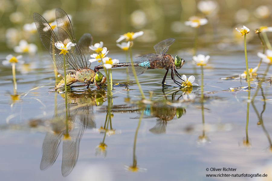 Kleine Koenigslibelle - Anax parthenope - Muldental, Edellibellen, Grimma, Sachsen, Aeshnidae, Anisoptera, Paarung, Eiablage, Paarungsrad, Tandem
