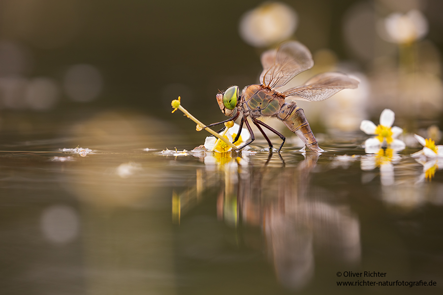 Kleine Koenigslibelle - Anax parthenope - Muldental, Edellibellen, Grimma, Sachsen, Aeshnidae, Anisoptera, Paarung, Eiablage, Paarungsrad, Tandem