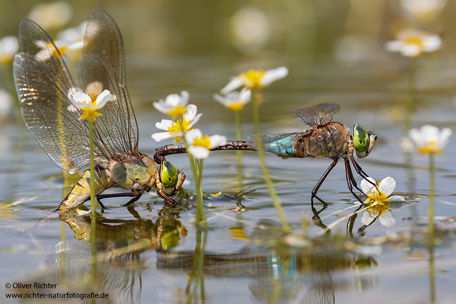 Kleine Koenigslibelle - Anax parthenope - Muldental, Edellibellen, Grimma, Sachsen, Aeshnidae, Anisoptera, Paarung, Eiablage, Paarungsrad, Tandem