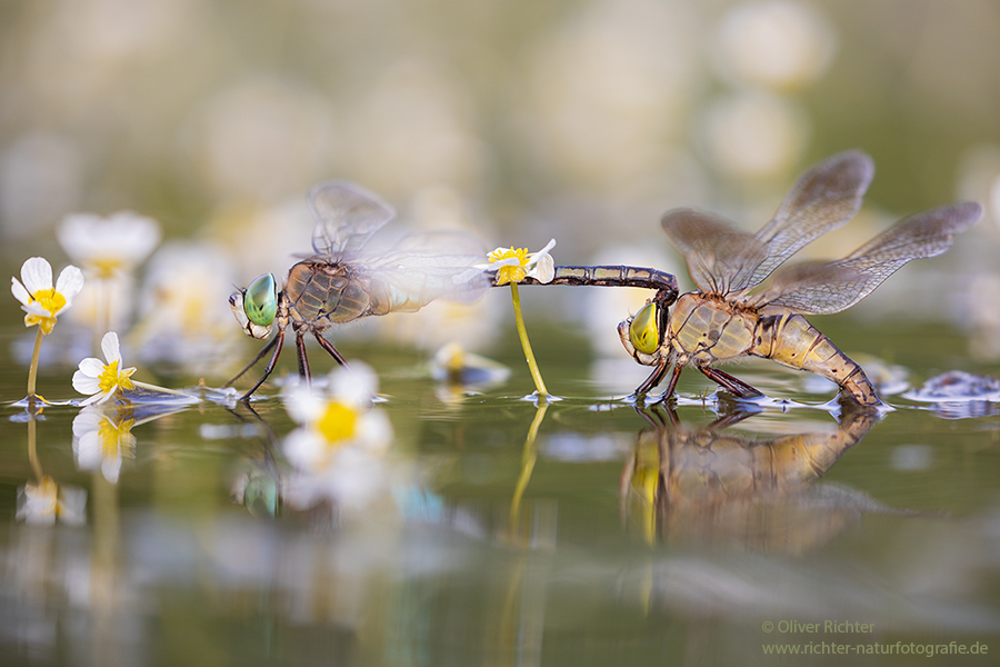 Kleine Koenigslibelle - Anax parthenope - Muldental, Edellibellen, Grimma, Sachsen, Aeshnidae, Anisoptera, Paarung, Eiablage, Paarungsrad, Tandem