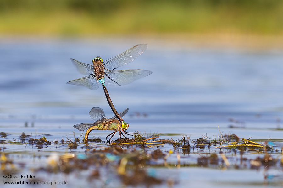 Kleine Koenigslibelle - Anax parthenope - Muldental, Edellibellen, Grimma, Sachsen, Aeshnidae, Anisoptera, Paarung, Eiablage, Paarungsrad, Tandem