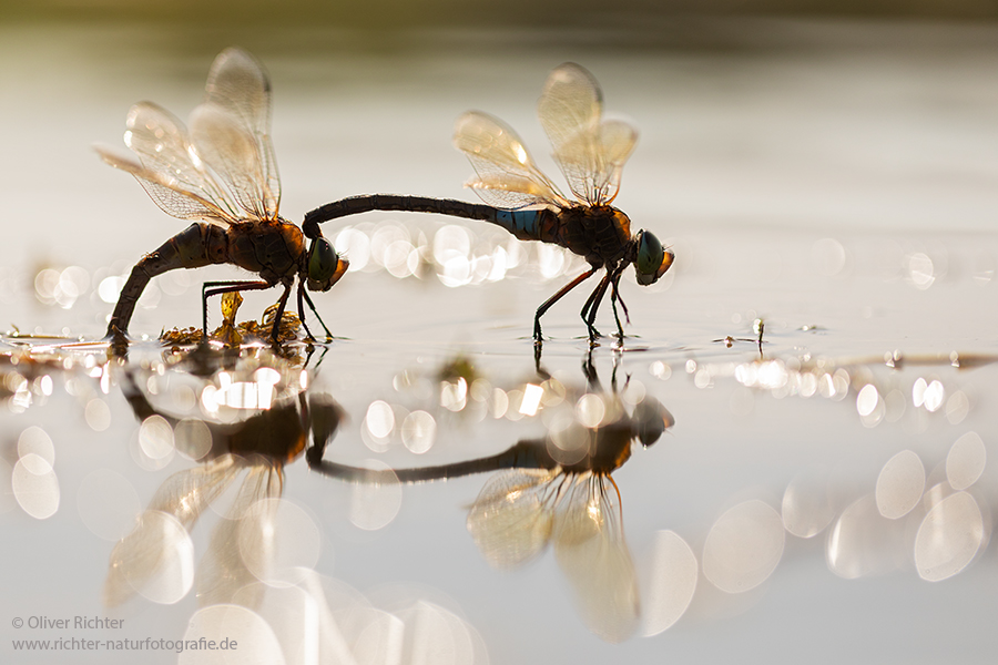 Kleine Koenigslibelle - Anax parthenope - Muldental, Edellibellen, Grimma, Sachsen, Aeshnidae, Anisoptera, Paarung, Eiablage, Paarungsrad, Tandem
