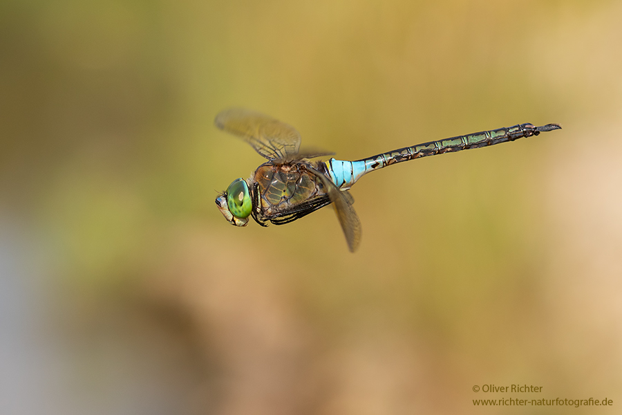 Kleine Koenigslibelle - Anax parthenope - Muldental, Edellibellen, Grimma, Sachsen, Aeshnidae, Anisoptera, Paarung, Eiablage, Paarungsrad, Tandem