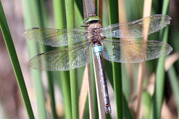 Kleine Koenigslibelle - Anax parthenope - Muldental Sachsen