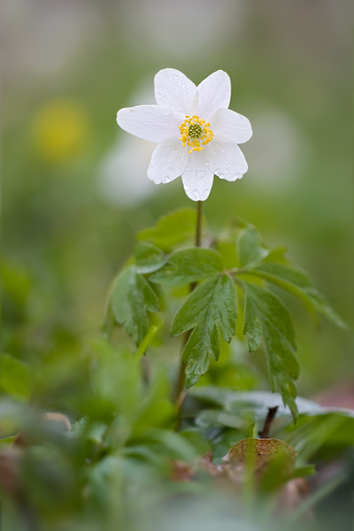 Buschwindroeschen - Anemone nemorosa