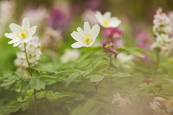 Buschwindroeschen - Anemone nemorosa