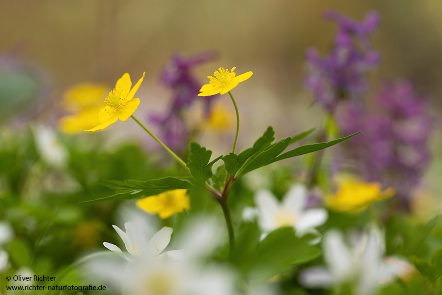 Buschwindroeschen - Anemone nemorosa
