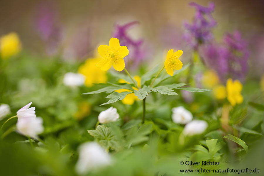 Buschwindroeschen - Anemone nemorosa