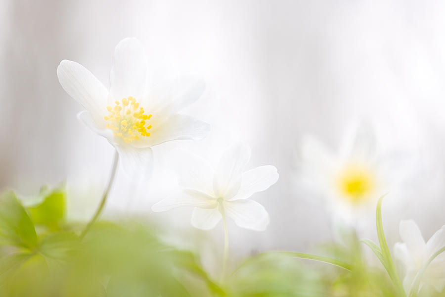 Buschwindroeschen - Anemone nemorosa