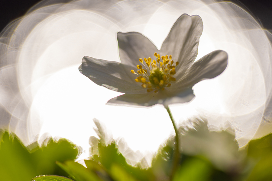 Buschwindroeschen - Anemone nemorosa