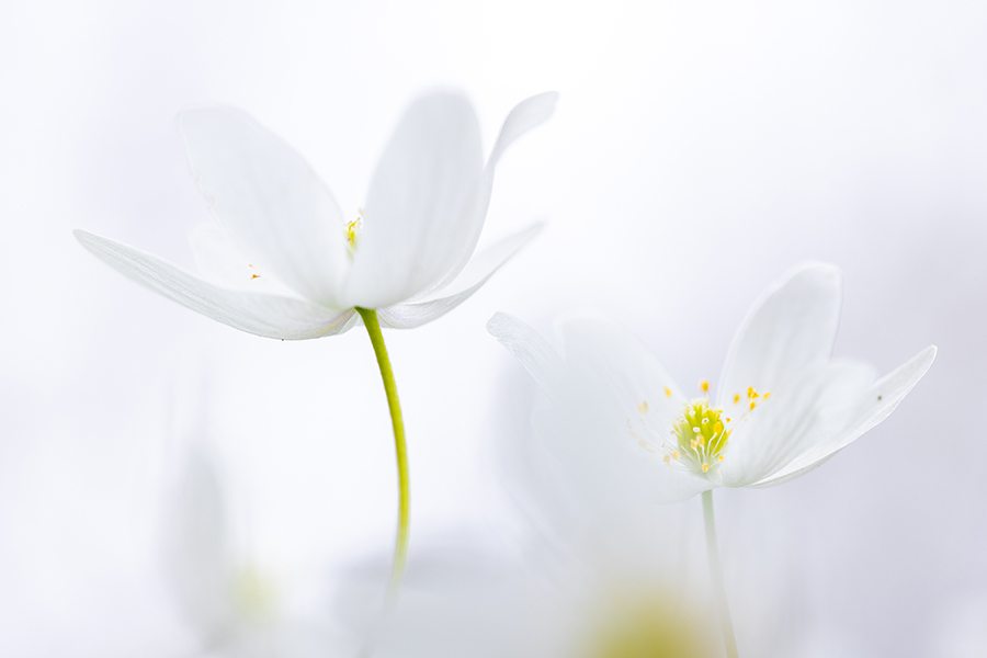 Buschwindroeschen - Anemone nemorosa