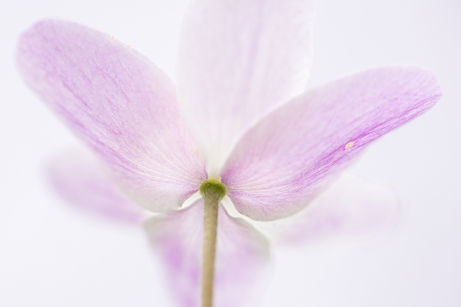 Buschwindroeschen - Anemone nemorosa