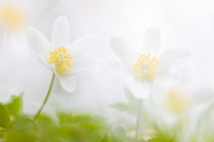 Buschwindroeschen - Anemone nemorosa