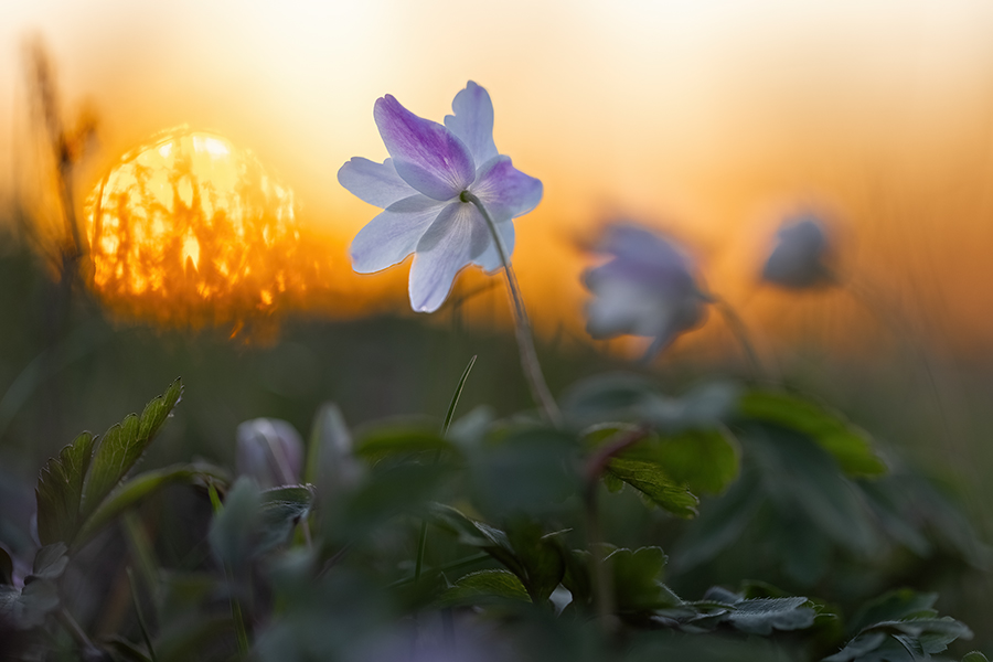 Buschwindroeschen - Anemone nemorosa