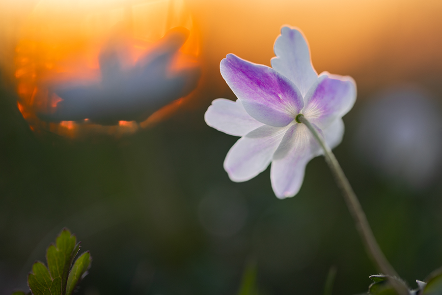 Buschwindroeschen - Anemone nemorosa