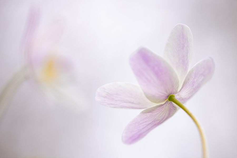 Buschwindroeschen - Anemone nemorosa