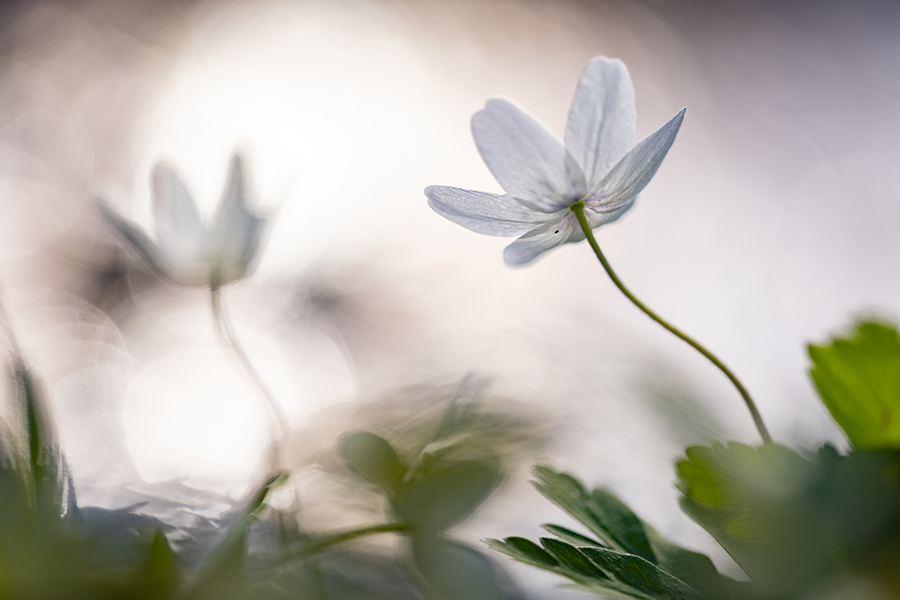 Buschwindroeschen - Anemone nemorosa