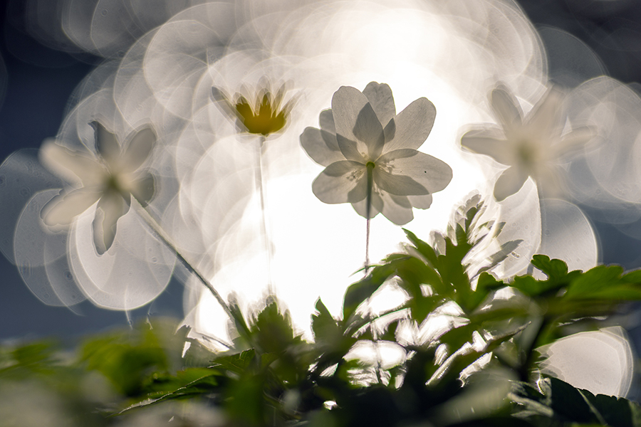 Buschwindroeschen - Anemone nemorosa