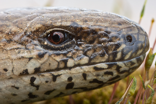 Blindschleiche - Anguis fragilis