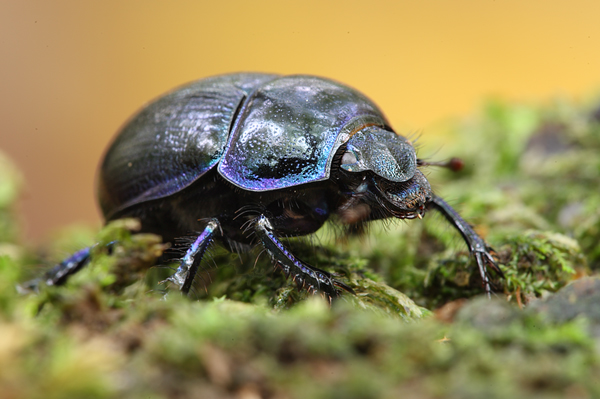 Waldmistkaefer - Anoplotrupes stercorosus