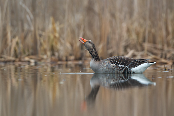 Graugans - Anser anser, Feldgans, Echte Gaense, Feldgaense, Anseriformes, Anserinae, Gans, Dumme Gans, Fuchs du hast die Gans gestohlen, Gaense, Sachsen, Graugaense in Sachsen, Muldental, Grimma