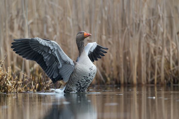 Graugans - Anser anser, Feldgans, Echte Gaense, Feldgaense, Anseriformes, Anserinae, Gans, Dumme Gans, Fuchs du hast die Gans gestohlen, Gaense, Sachsen, Graugaense in Sachsen, Muldental, Grimma