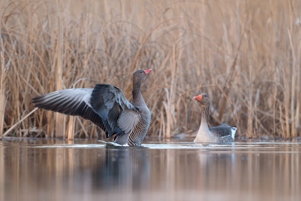 Graugans - Anser anser, Feldgans, Echte Gaense, Feldgaense, Anseriformes, Anserinae, Gans, Dumme Gans, Fuchs du hast die Gans gestohlen, Gaense, Sachsen, Graugaense in Sachsen, Muldental, Grimma