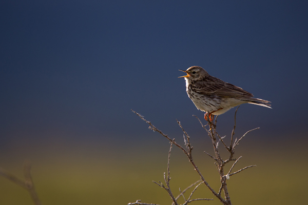 Wiesenpieper, Anthus pratensis, Pieper, Stelzen und Pieper, Motacillidae, Anthus, Norwegen