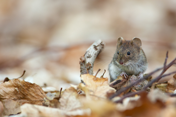 Roetelmaus - Myodes glareolus Maus Saeugetier Saeugetiere Maeuse Altweltmaeuse Maeuseartige Langschwanzmaeuse Sachsen richter-naturfotografie.de Grimma Muldental