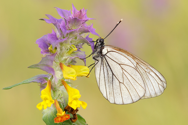 Baumweißling - Aporia crataegi Weißlinge Falter Tagfalter Thueringen Insekten Schmetterlinge