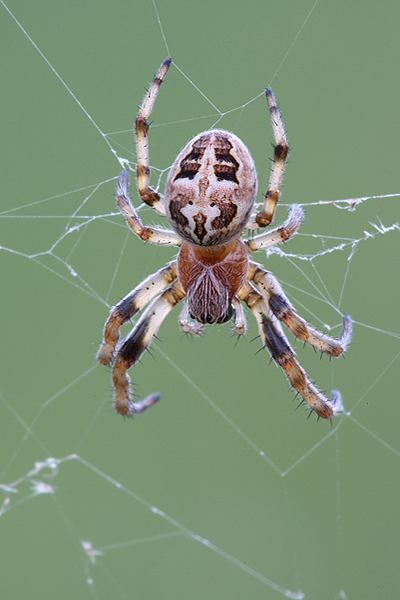 Radnetzspinne 