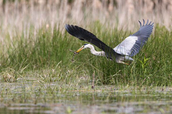 Graureiher - Ardea cinerea Fischreiher Sachsen Reiher Tagreiher Schreitvoegel