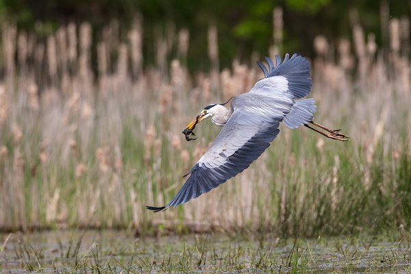 Graureiher - Ardea cinerea Fischreiher Sachsen Reiher Tagreiher Schreitvoegel