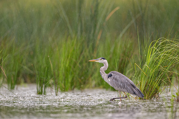 Graureiher - Ardea cinerea Fischreiher Sachsen Reiher Tagreiher Schreitvoegel