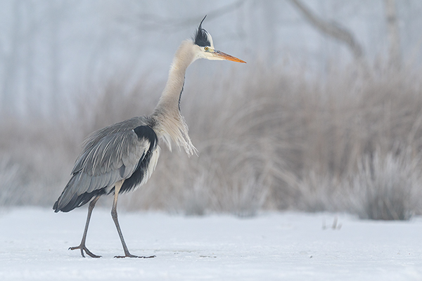 Graureiher - Ardea cinerea Fischreiher Sachsen Reiher Tagreiher Schreitvoegel