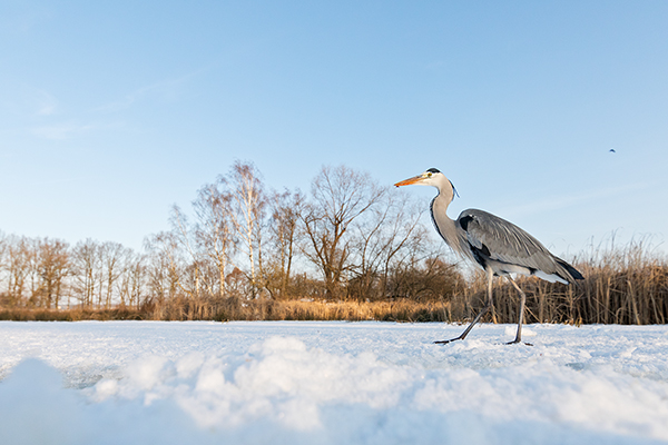 Graureiher - Ardea cinerea Fischreiher Sachsen Reiher Tagreiher Schreitvoegel