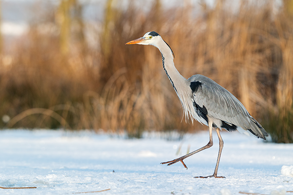 Graureiher - Ardea cinerea Fischreiher Sachsen Reiher Tagreiher Schreitvoegel