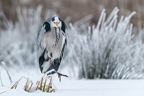 Graureiher - Ardea cinerea Fischreiher Sachsen Reiher Tagreiher Schreitvoegel