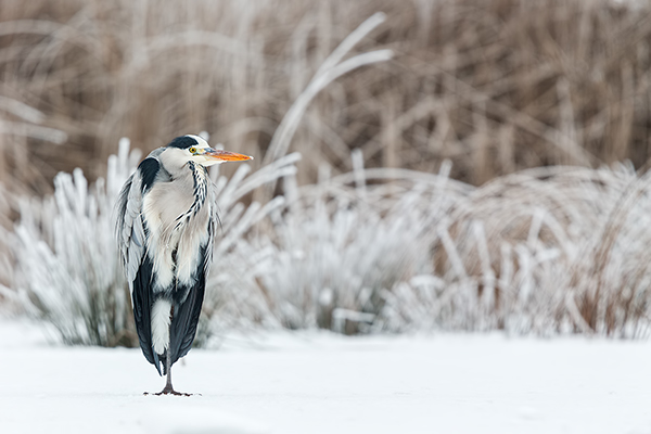 Graureiher - Ardea cinerea Fischreiher Sachsen Reiher Tagreiher Schreitvoegel