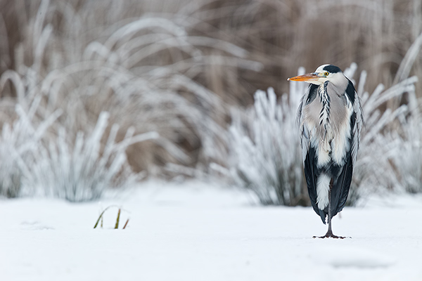 Graureiher - Ardea cinerea Fischreiher Sachsen Reiher Tagreiher Schreitvoegel