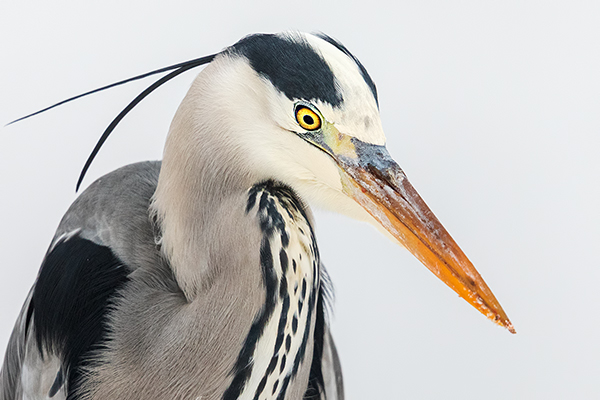 Graureiher - Ardea cinerea Fischreiher Sachsen Reiher Tagreiher Schreitvoegel