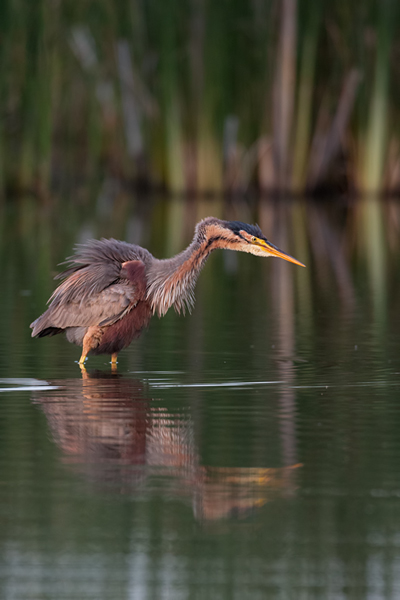 Purpurreiher in Sachsen - Ardea purpurea, Reiher, Schreitvoegel, Voegel, Vogel, Durchzug, Seltener Gast, Tagreiher, Ardea, Aves, Ardeidae, Ciconiiformes, Sachsen, Grimma, Muldental
